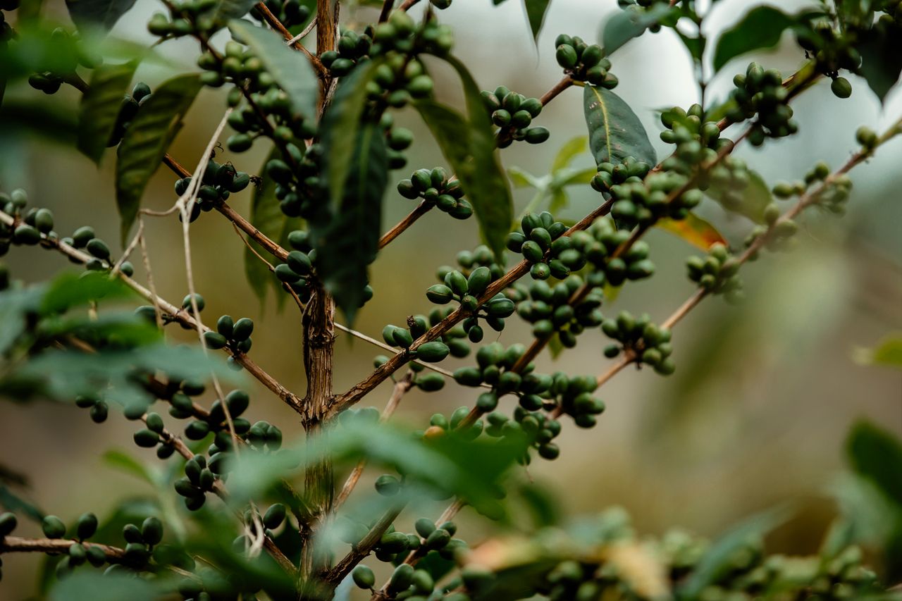 Detailed view of coffee plant branches with unripe green coffee beans, ideal for agricultural content.