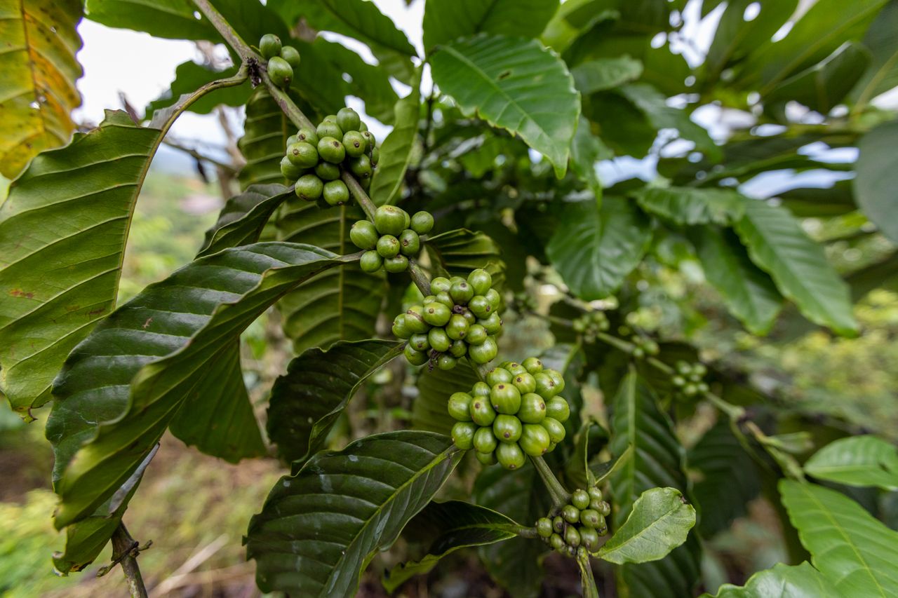 Detailed view of unripe green coffee beans on a lush coffee plant in Vietnam's natural setting.