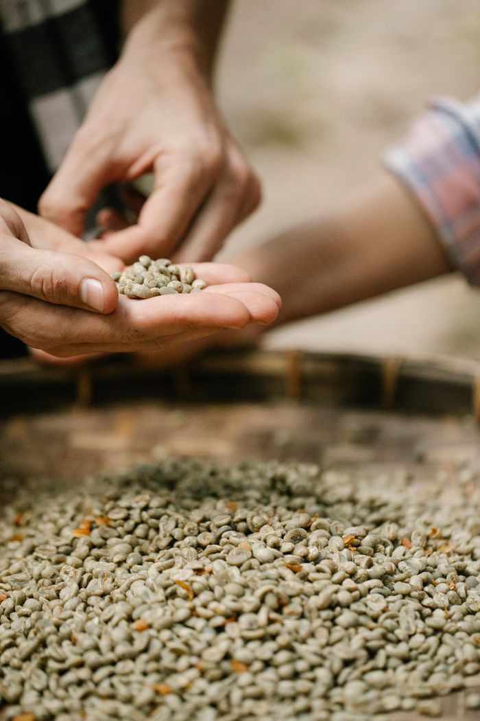 Crop anonymous male standing near pile of ripe green coffee beans in suburb area on blurred background during harvesting season